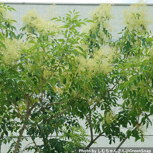 シマトネリコ 8号  鉢カバーセット 大型 庭木 シンボルツリー ギフトにおすすめ