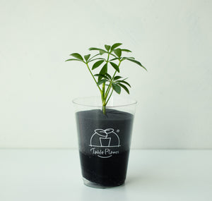 【土を使わない観葉植物】テーブルプランツ(Table Plants) カポック