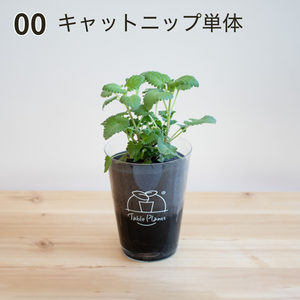 【土を使わない観葉植物】猫が喜ぶテーブルプランツ for Cat (Table Plants)キャットニップ　数量限定