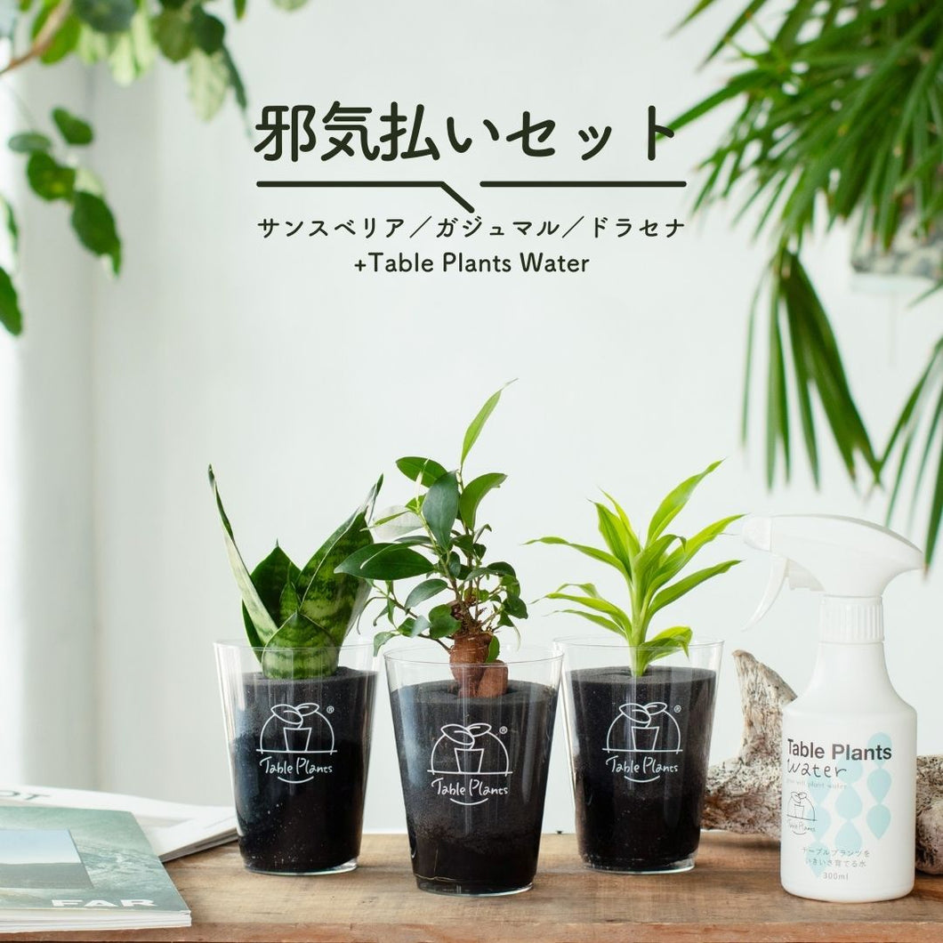 【風水効果で選ぶ！】テーブルプランツ(Table Plants) 3種+Table Plants Waterセット ※土を使わない観葉植物