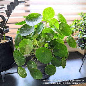 【限定42個】ピレア・ペペロミオイデス 4号 ※予約商品:2/9まで 出荷予定:2/11