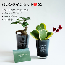 画像をギャラリービューアに読み込む, 【土を使わない観葉植物】テーブルプランツ（Table Plants）ハートホヤ（枝付き） バレンタインセット数量限定
