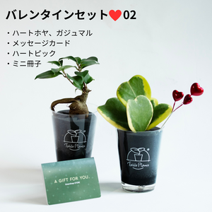 【土を使わない観葉植物】テーブルプランツ（Table Plants）ハートホヤ（枝付き） バレンタインセット数量限定