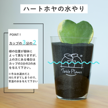 画像をギャラリービューアに読み込む, 【土を使わない観葉植物】テーブルプランツ(Table Plants) ハートホヤ
