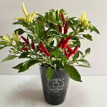 画像をギャラリービューアに読み込む, 【ボタニカルソイルCUP観葉】テーブルプランツ(Table Plants) 五色トウガラシMIX
