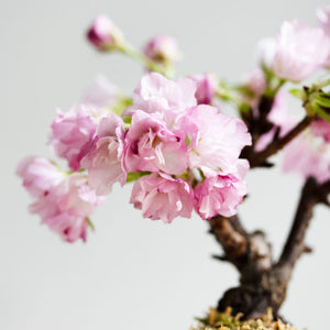 【再入荷】苔玉さくら(旭山桜)