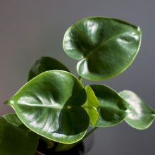 画像をギャラリービューアに読み込む, 【土を使わない観葉植物】テーブルプランツ(Table Plants) モンステラ・デリシオサ（丸葉）　※数量限定
