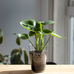【土を使わない観葉植物】テーブルプランツ(Table Plants) モンステラ・デリシオサ（丸葉）　※数量限定