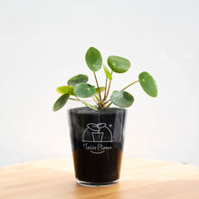 画像をギャラリービューアに読み込む, 【土を使わない観葉植物】テーブルプランツ(Table Plants) ピレア・ペペロミオイデス
