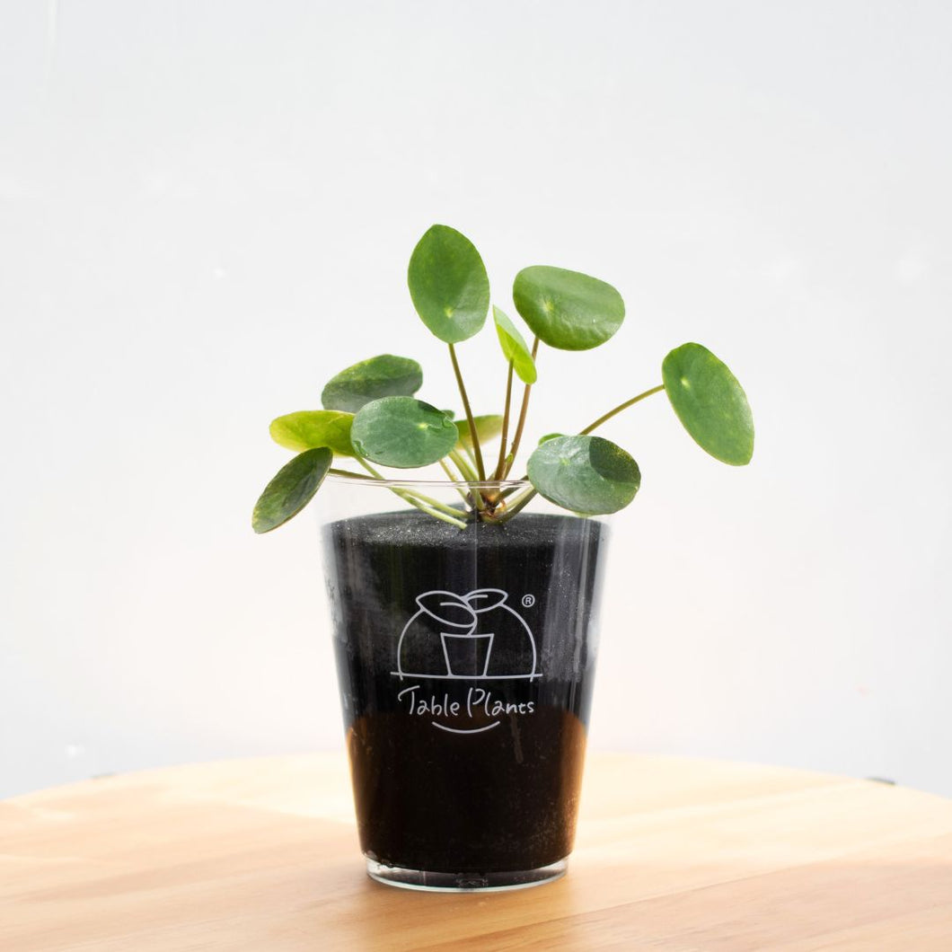 【土を使わない観葉植物】テーブルプランツ(Table Plants) ピレア・ペペロミオイデス