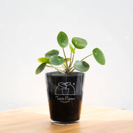 【土を使わない観葉植物】テーブルプランツ(Table Plants) ピレア・ペペロミオイデス