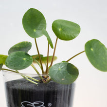 画像をギャラリービューアに読み込む, 【土を使わない観葉植物】テーブルプランツ(Table Plants) ピレア・ペペロミオイデス
