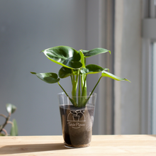 画像をギャラリービューアに読み込む, 【土を使わない観葉植物】テーブルプランツ(Table Plants) モンステラ・デリシオサ（丸葉）　※数量限定
