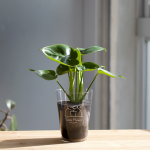 【土を使わない観葉植物】テーブルプランツ(Table Plants) モンステラ・デリシオサ（丸葉）　※数量限定