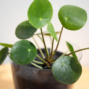 【土を使わない観葉植物】テーブルプランツ(Table Plants) ピレア・ペペロミオイデス