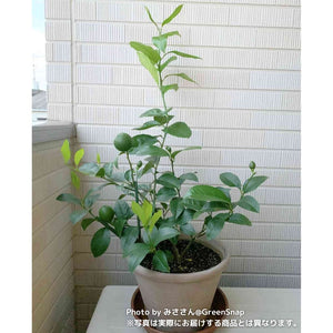 【数量限定】実付きレモンの木（リスボン） 5号 ※予約商品:6/29まで 出荷予定:7/4