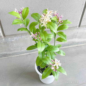 【数量限定】実付きレモンの木（リスボン） 5号 ※予約商品:6/29まで 出荷予定:7/4