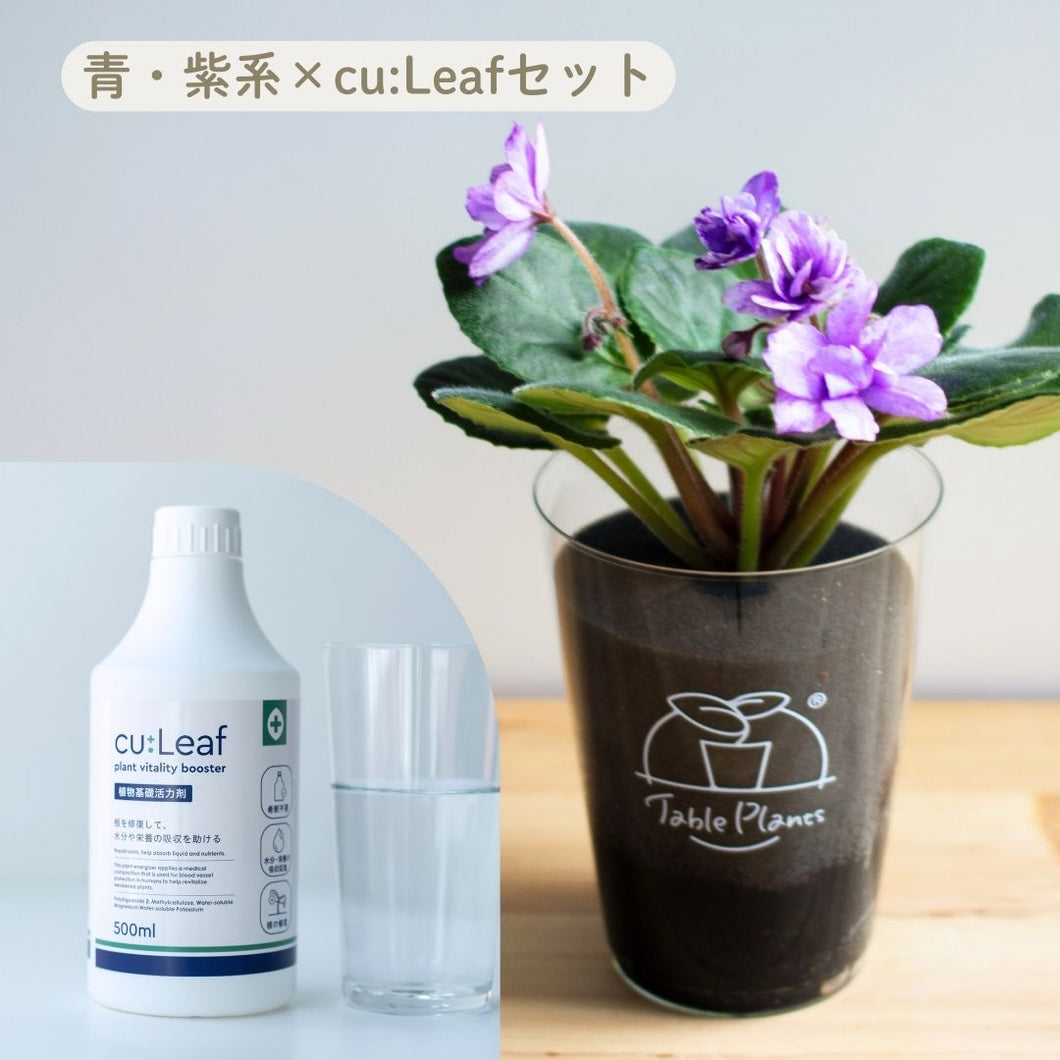 【土を使わない鉢花】テーブルプランツ(Table Plants) セントポーリア×cu:Leaf®(キュリーフ)500mlセット ※数量限定/予約商品