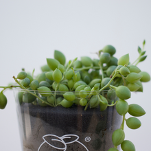 画像をギャラリービューアに読み込む, 【土を使わない観葉植物】つる性テーブルプランツ(Table Plants) グリーンネックレス
