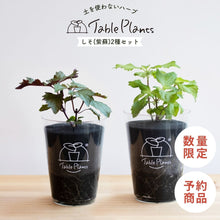 画像をギャラリービューアに読み込む, 【土を使わないハーブ】2種のしそ(紫蘇)セット　Table Plants(テーブルプランツ)
