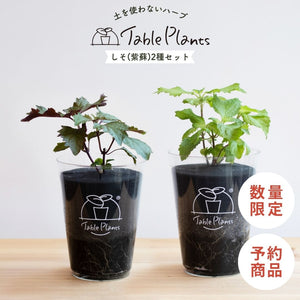 【土を使わないハーブ】2種のしそ(紫蘇)セット　Table Plants(テーブルプランツ)