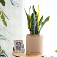 サンスベリア 5号 リサイクルシリンダーポットセット【SHEL'TTER GREENのおしゃれな植木鉢でお届け】