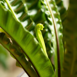 【土を使わない観葉植物】テーブルプランツ(Table Plants) CUBE アスプレニウム