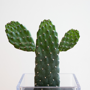 【土を使わないサボテン】テーブルプランツキューブ(Table PlantsCUBE)  スミエボシ