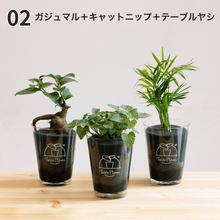 画像をギャラリービューアに読み込む, 【土を使わない観葉植物】猫が喜ぶテーブルプランツ for Cat (Table Plants)キャットニップ　数量限定
