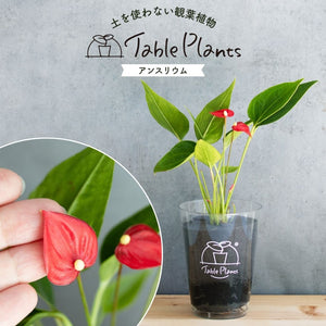 【土を使わない観葉植物】幸福を呼ぶ！ハート型のテーブルプランツ(Table Plants) アンスリウム