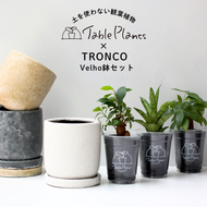 【土を使わない観葉植物】テーブルプランツ(Table Plants)1品種×Velho鉢セット