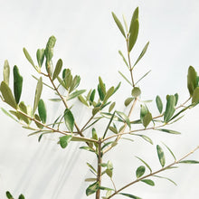 画像をギャラリービューアに読み込む, 香川で育ったオリーブの木（ルッカ） 5号  ※高さ約100cm
