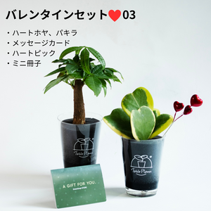 【土を使わない観葉植物】テーブルプランツ（Table Plants）ハートホヤ（枝付き） バレンタインセット数量限定