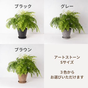 アジアンタム・フレグランス 5号 おしゃれな植木鉢カバーセット