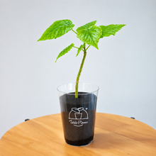 画像をギャラリービューアに読み込む, 【土を使わない観葉植物】テーブルプランツ(Table Plants) フィカス・ウンベラータ
