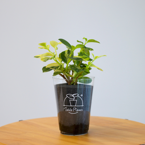 【土を使わない観葉植物】テーブルプランツ(Table Plants) ペペロミア・グラベラ
