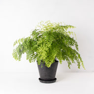 アジアンタム・フレグランス 5号 おしゃれな植木鉢カバーセット