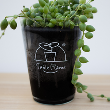 画像をギャラリービューアに読み込む, 【土を使わない観葉植物】つる性テーブルプランツ(Table Plants) グリーンネックレス
