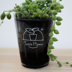 【土を使わない観葉植物】つる性テーブルプランツ(Table Plants) グリーンネックレス