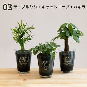 【土を使わない観葉植物】猫が喜ぶテーブルプランツ for Cat (Table Plants)キャットニップ　数量限定