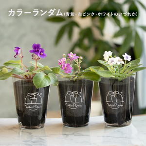 【土を使わない花】テーブルプランツ (Table Plants) セントポーリア ※数量限定