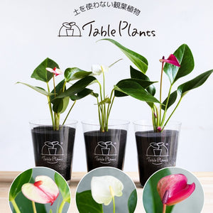 【土を使わない観葉植物】テーブルプランツ(TablePlants) アンスリウム ※数量限定 カラー