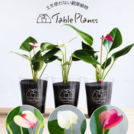 【限定カラー】テーブルプランツ(TablePlants) アンスリウム ※土を使わない観葉植物
