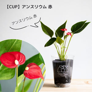 【土を使わない観葉植物】幸福を呼ぶ！ハート型のテーブルプランツ(Table Plants) アンスリウム