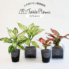 画像をギャラリービューアに読み込む, 【土を使わない観葉植物】テーブルプランツ(Table Plants) アグラオネマ
