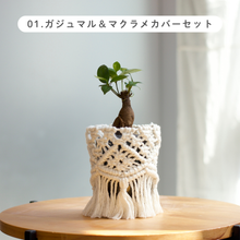 画像をギャラリービューアに読み込む, 【土を使わない観葉植物】テーブルプランツ (Table Plants) マクラメカバーセット
