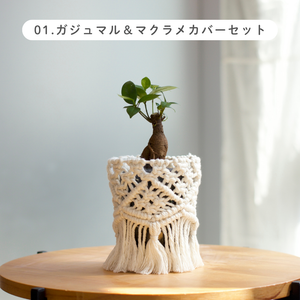 【土を使わない観葉植物】テーブルプランツ (Table Plants) マクラメカバーセット