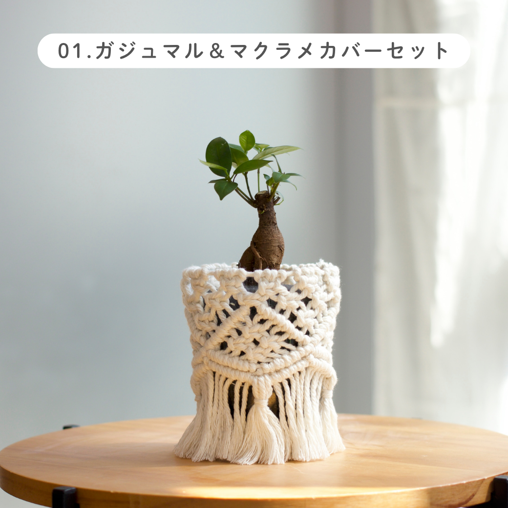 【土を使わない観葉植物】テーブルプランツ (Table Plants) マクラメカバーセット