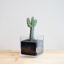 画像をギャラリービューアに読み込む, 【土を使わないサボテン】テーブルプランツキューブ(Table PlantsCUBE)  スミエボシ
