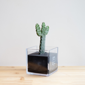 【土を使わないサボテン】テーブルプランツキューブ(Table PlantsCUBE)  スミエボシ
